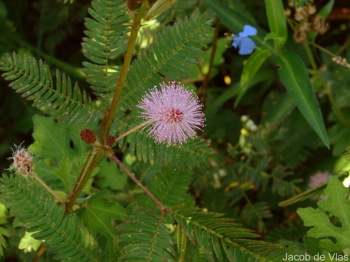 Mimosa pudica L.